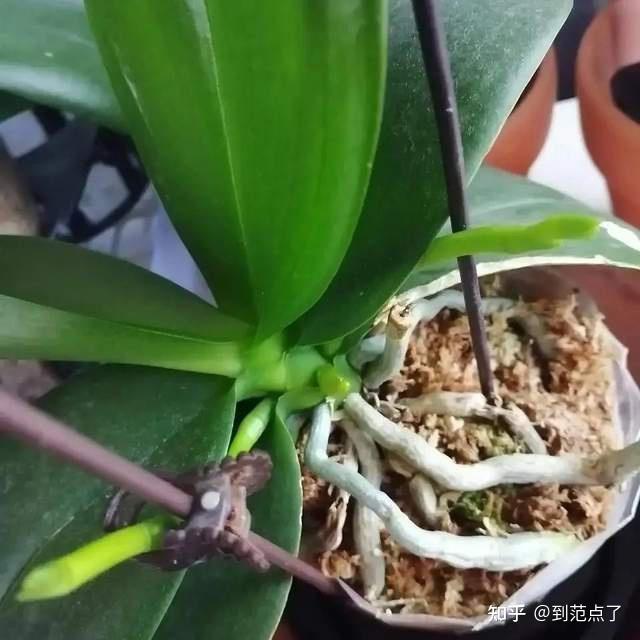 养花总烂根,用个“独家秘方”,花根又多又壮,半年撑满盆 - 知乎