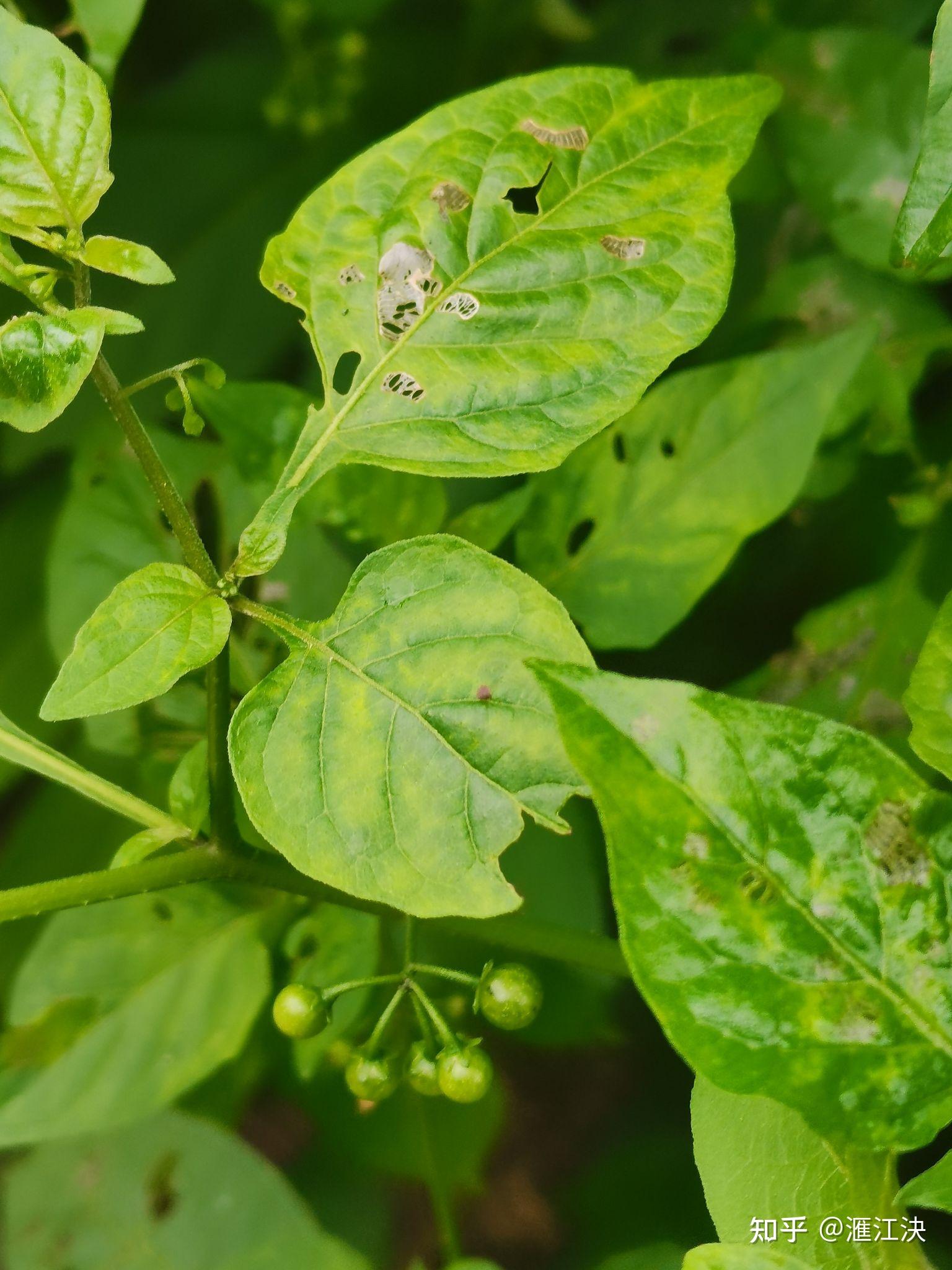 duong1 ming2 山捻子(榜頭)dang1 mia3 南燭赤米 cia2 bhi3 南燭(疑)