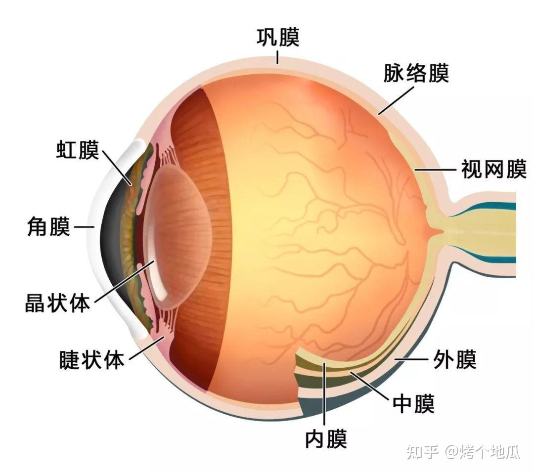 眼球壁包括外层,中层和内层三层结构,内容物包括晶状体,房水和玻璃体