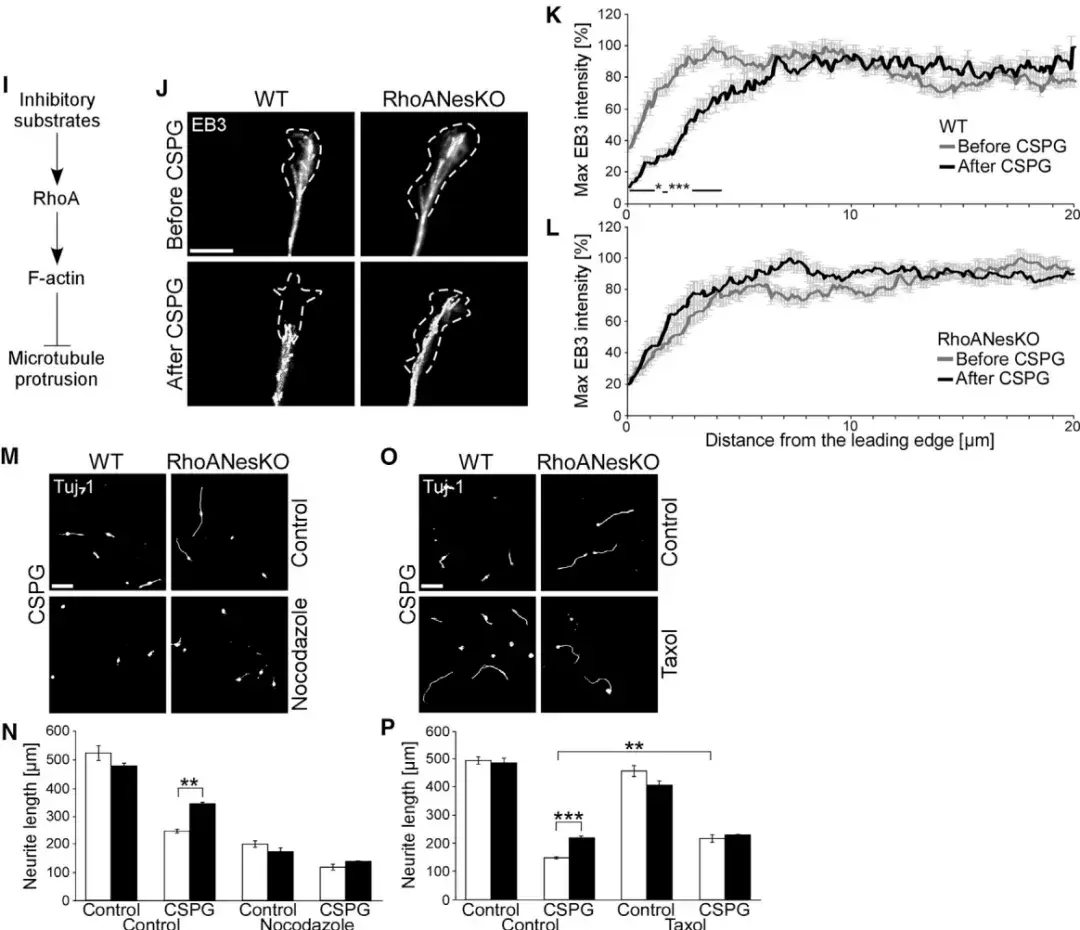 微管抑制剂诺考达唑抑制了rhoanesko神经元轴突生长,同时微管稳定剂
