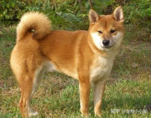纯种中华田园犬照片图片