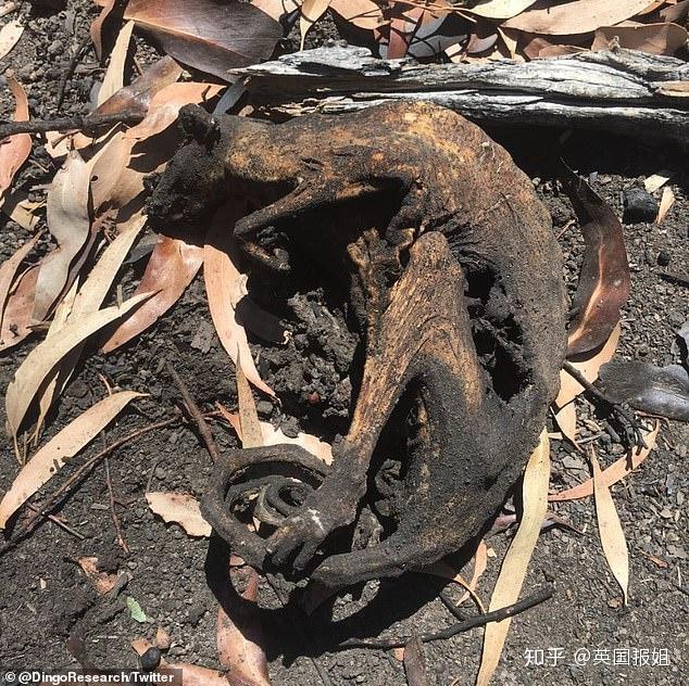 5億動物死亡,橫屍遍野