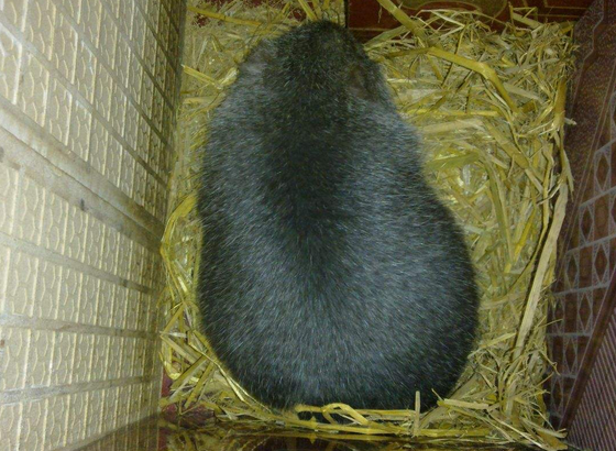 带大家了解一下我们的竹鼠哥