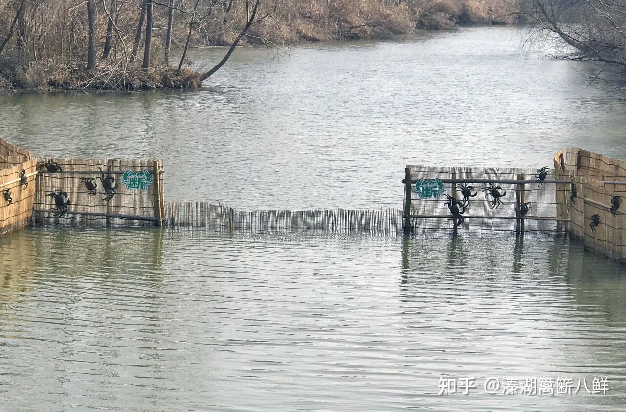 螃蟹中的运动健将溱湖簖蟹上市啦