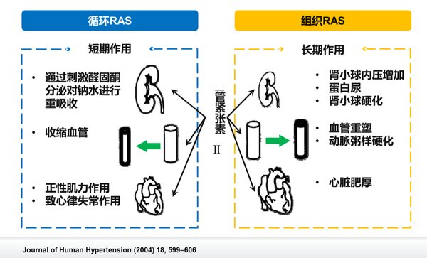 122肾素之现话说肾素血管紧张素系统