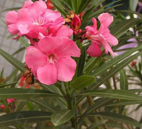 教您识别国内常见有毒花卉植物 有图有真相 知乎