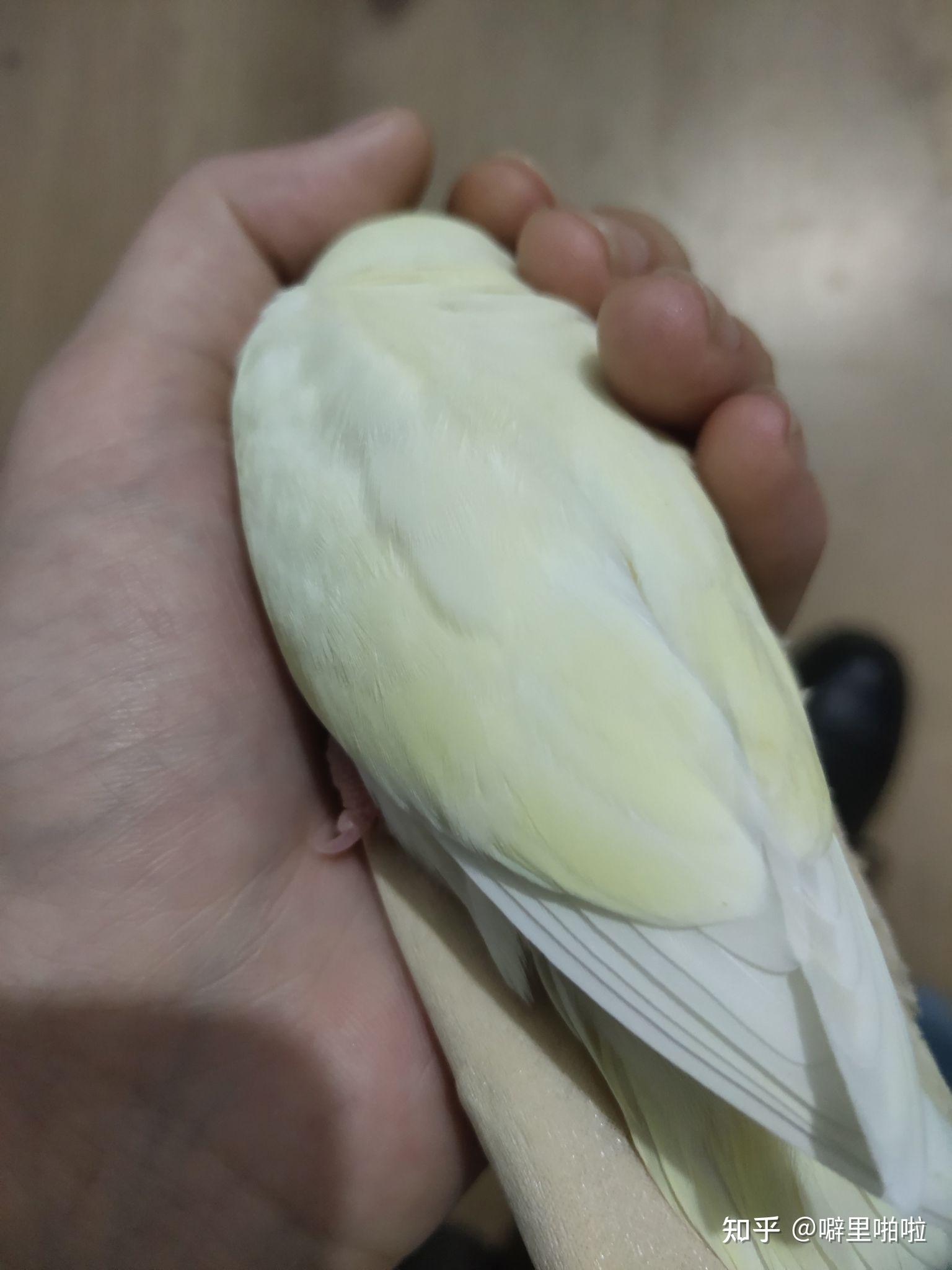 治愈系小精灵日银牡丹鹦鹉