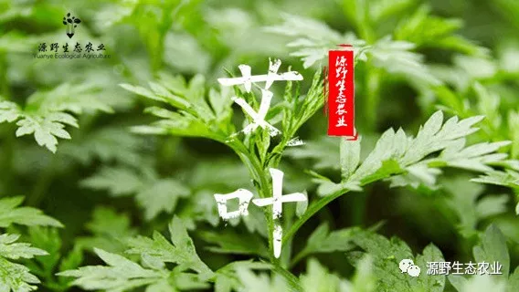 用艾叶煮水洗头,意想不到的效果 - 知乎