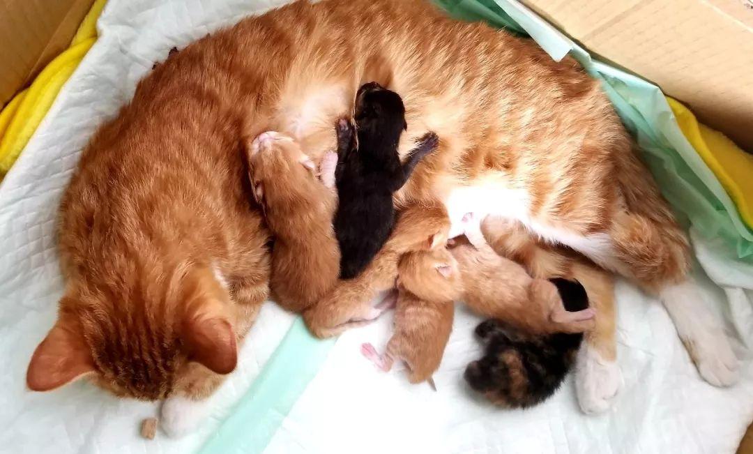 母猫生完孩子的第6天它的老公劈腿了