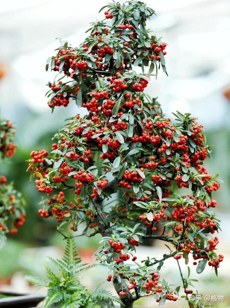 救兵粮——火棘 - 知乎