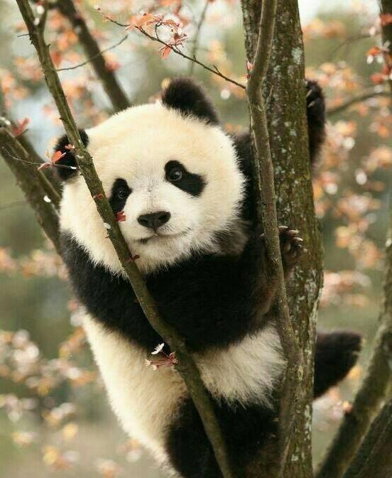 一天在健身房跑步,一天在家hiit是否可以减脂?