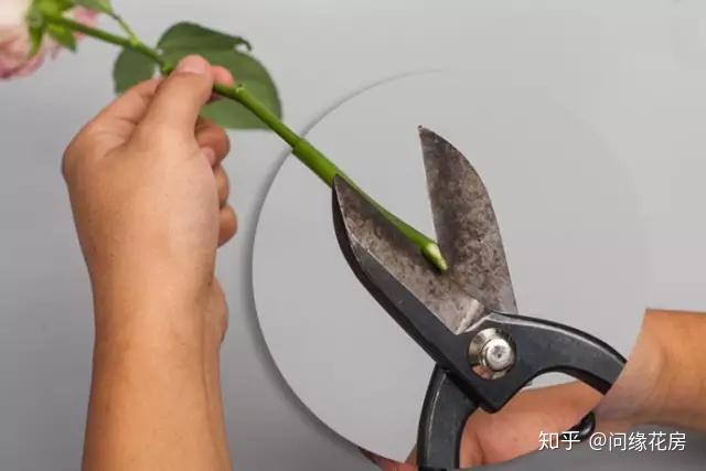 不是花不新鲜只是你不会养