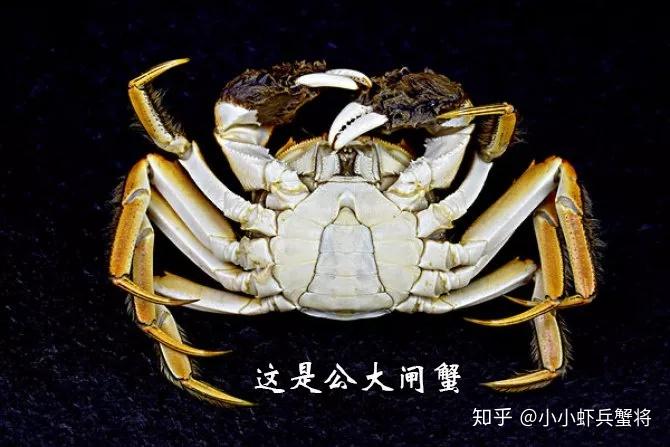 大闸蟹怎么辨别公母?教你区分公蟹和母蟹 - 知乎
