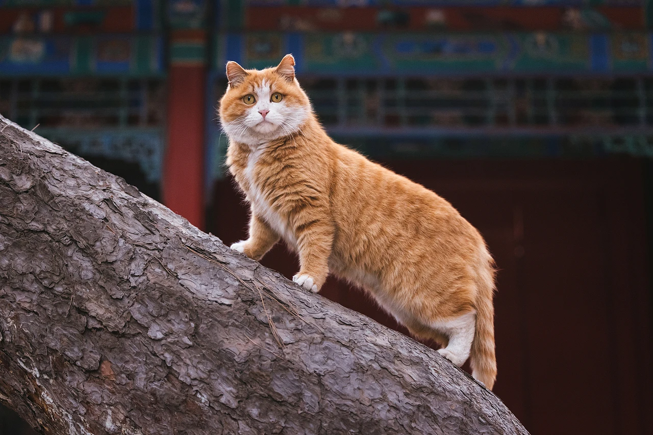 橘猫科普|橘猫世界大揭秘 - 知乎