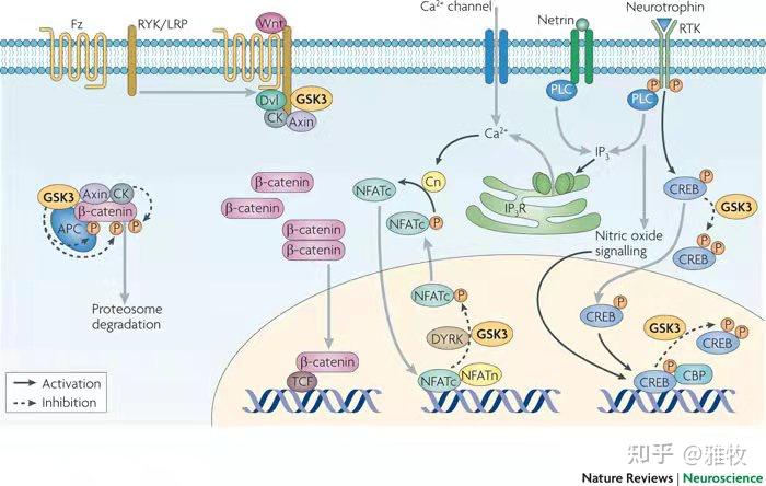 crebbdnf与脑部衰老