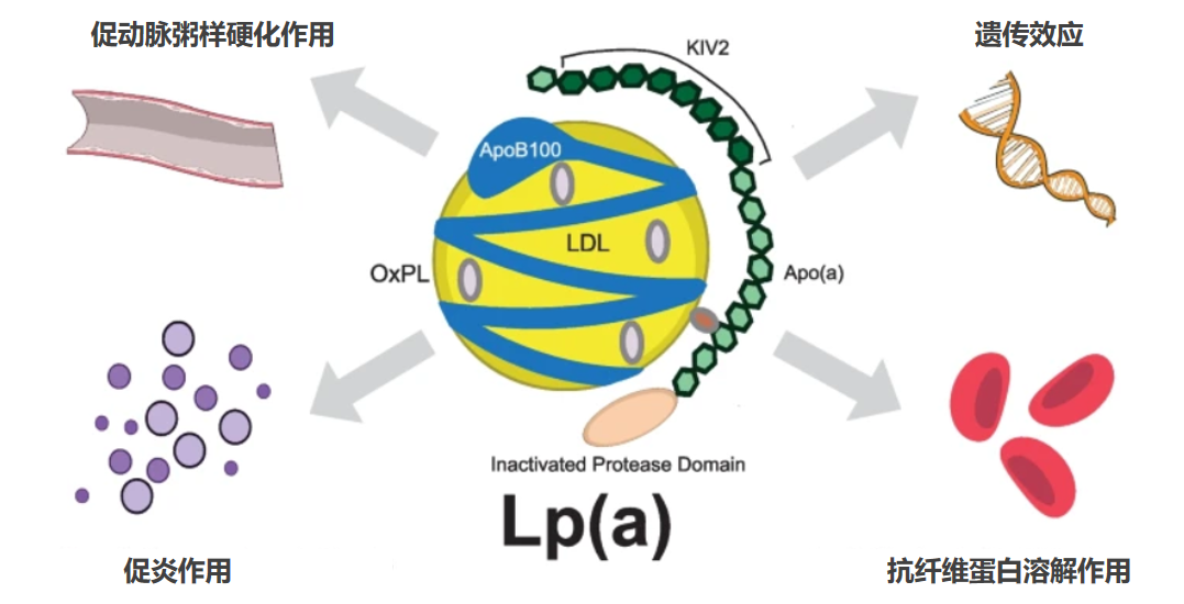 Lp Health 比胆固醇更危险的指标——Lp(a),很多人到心梗才查出 - 知乎