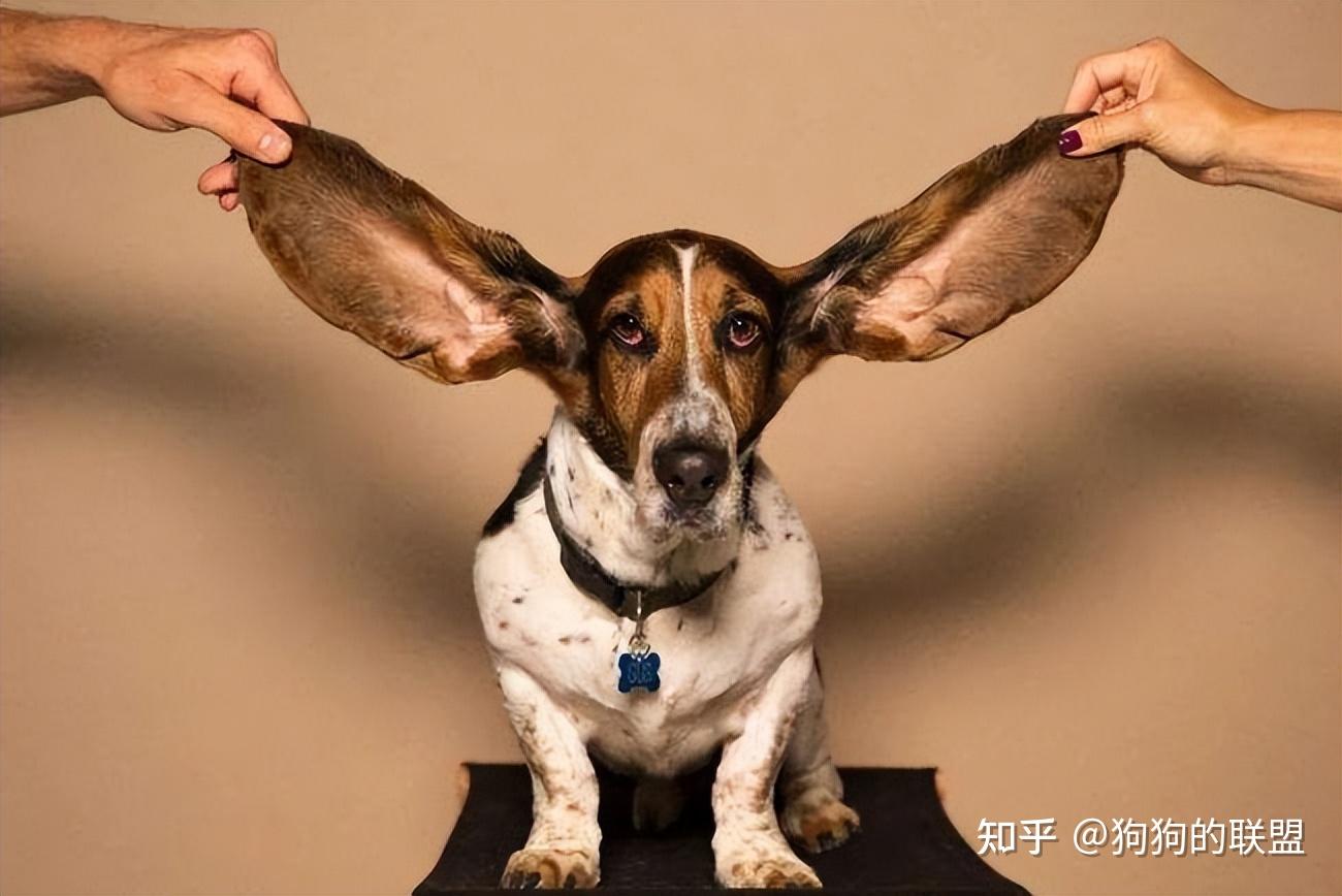 犬客 | 这十二种狗狗耳朵分类，看看你家汪属于哪一款？ - 知乎