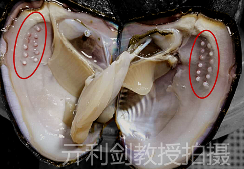 区别于普通淡水养殖珍珠,"珈白丽珍珠"是外套膜型淡水有核养殖珍珠