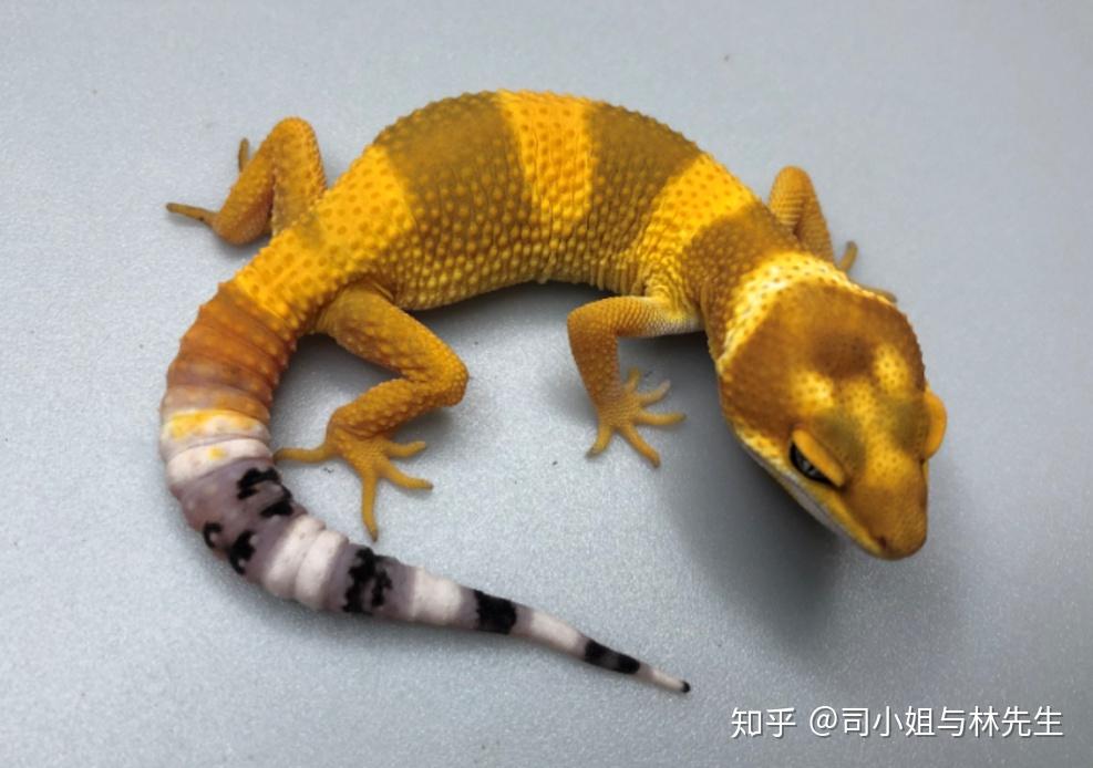 对于豹纹守宫的颜色,我个人觉得喜欢就好,当然带有特殊的柠檬霜的基因