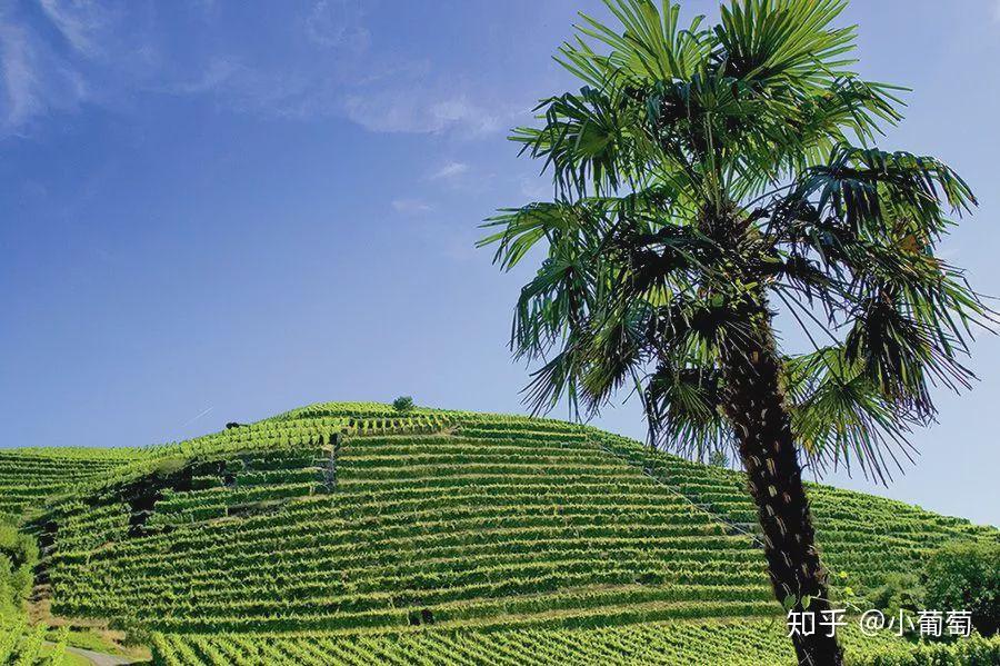 莫尼耶皮诺 / "pinot meunier"