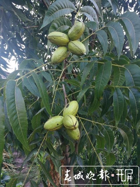 今年有近一千亩碧根果果树开始初挂果,产量预计达5~6吨,较去年大幅