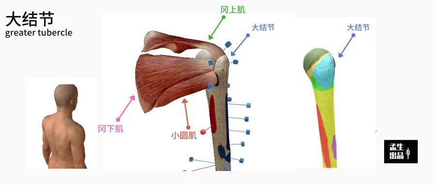 肩關節複合體肩鎖胸鎖肩胛胸壁聯合關節