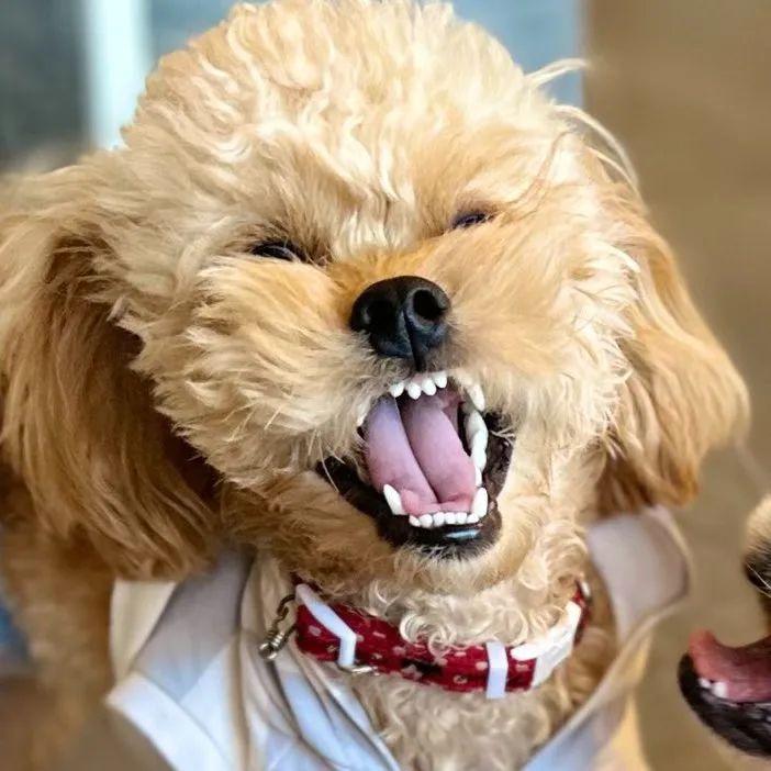 永不塌房的"颜霸",一闭眼全破灭了