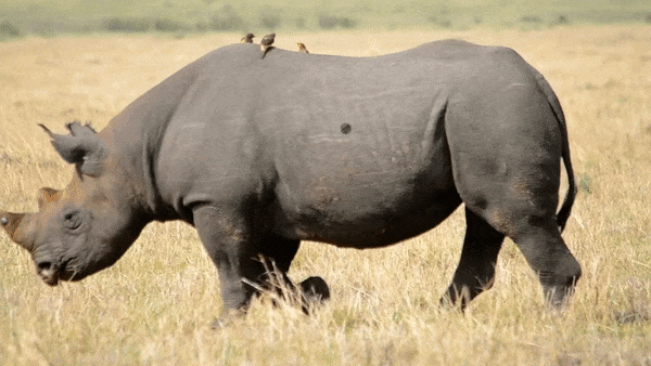 摸不到视频里的犀牛,却能在它身上画画,特效紧贴凹凸表面,动也不掉:全