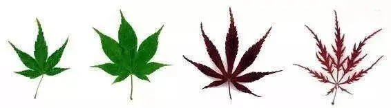 傻傻分不清枫树与槭树一