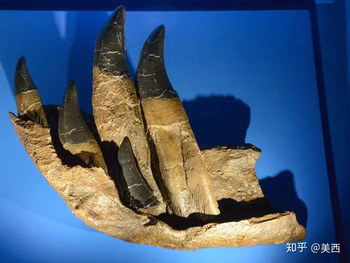 霸王龙牙齿大约每两年更换一次.