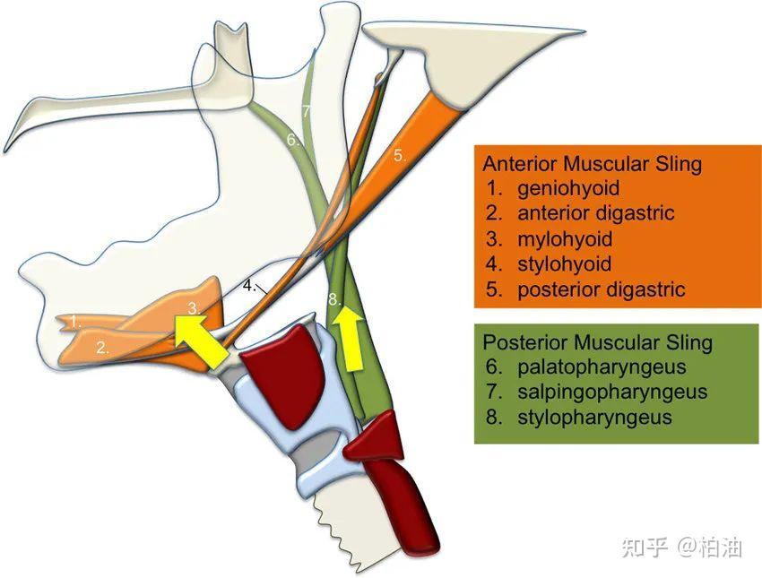 舌骨断层解剖图片