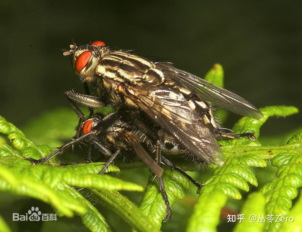 走近科学之法医与苍蝇