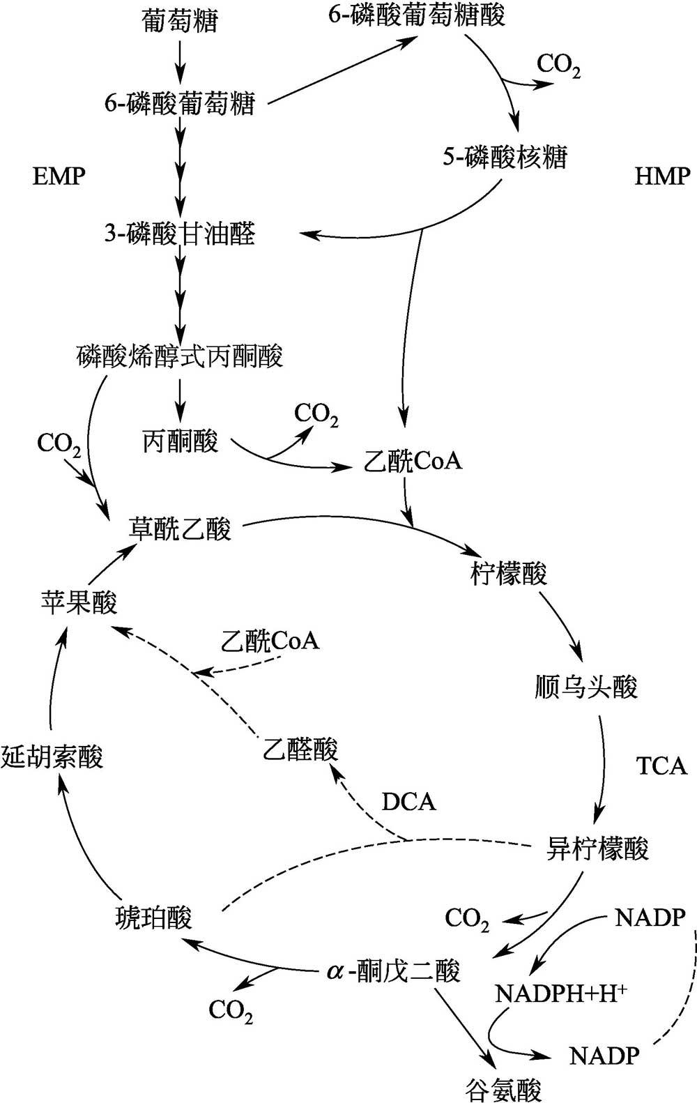 知乎盐选 | 第七节 谷氨酸的发酵