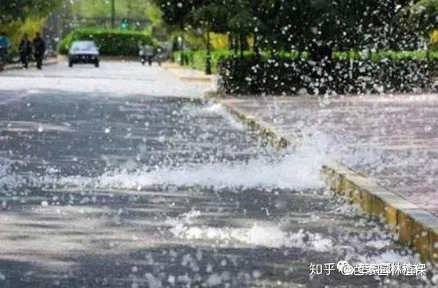 杨柳飞絮如雪花乱飘,应当如何治理? - 知乎