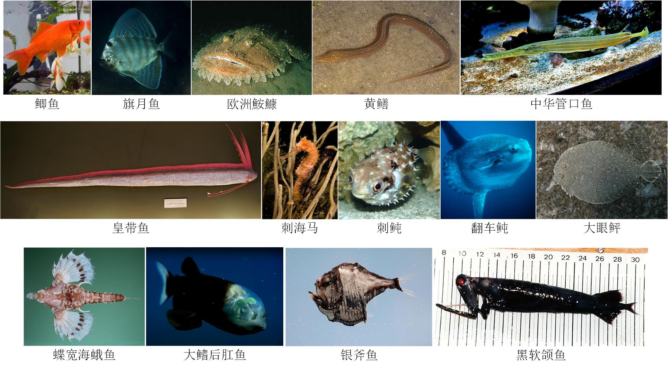 動物分類志輻鰭魚綱概述