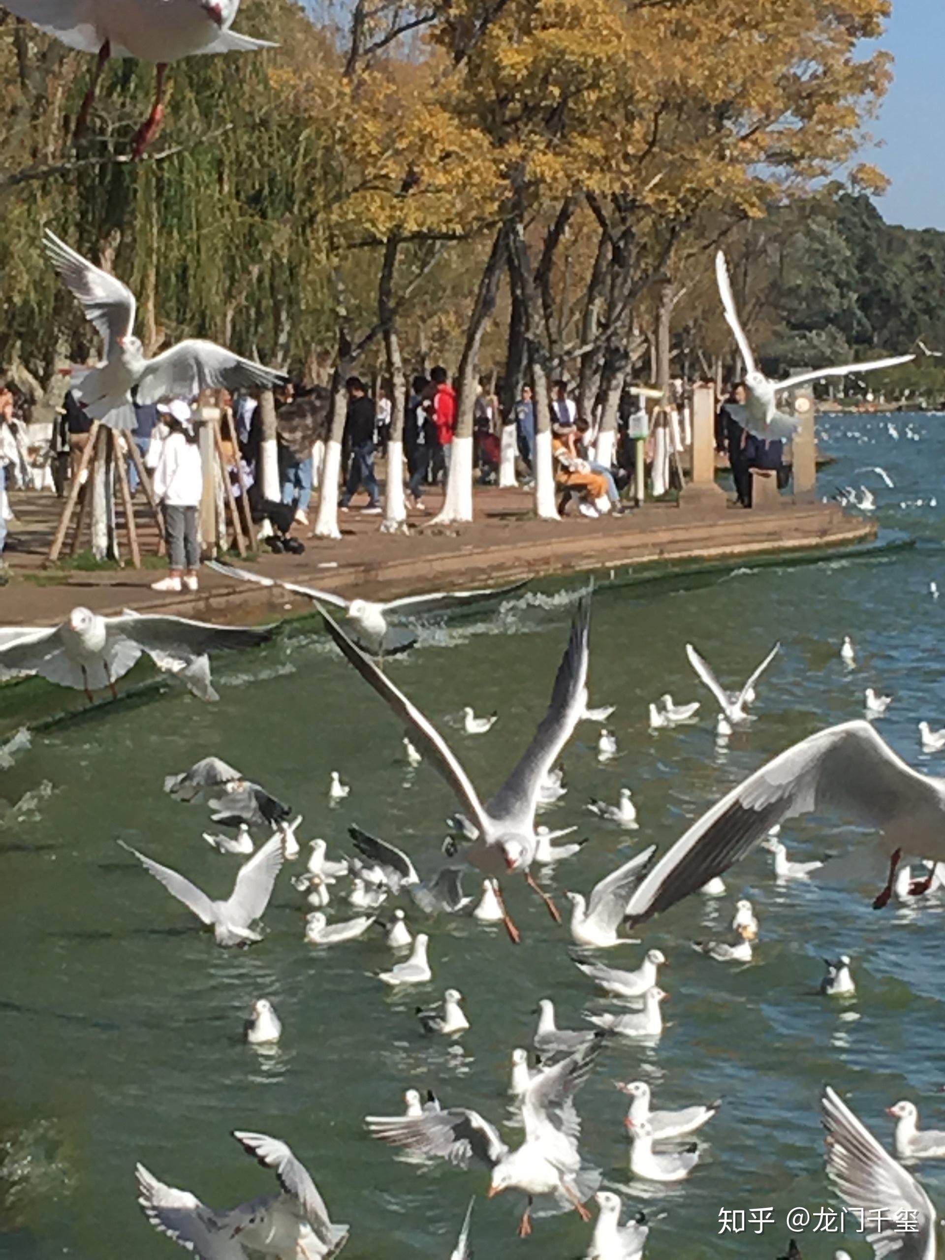 美丽昆明湖滇池游 知乎