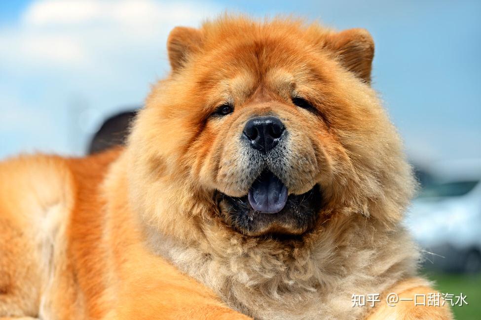 三分钟带你了解松狮犬，分析是否好养？ - 知乎