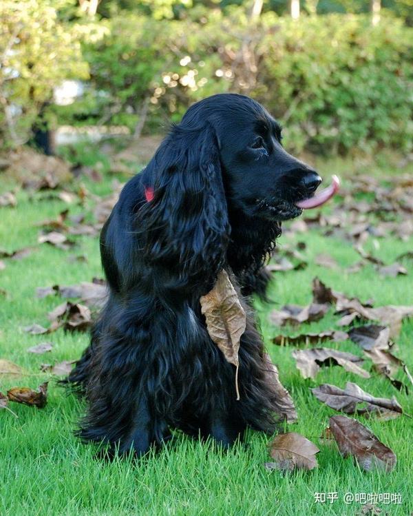 英国可卡犬 - 知乎