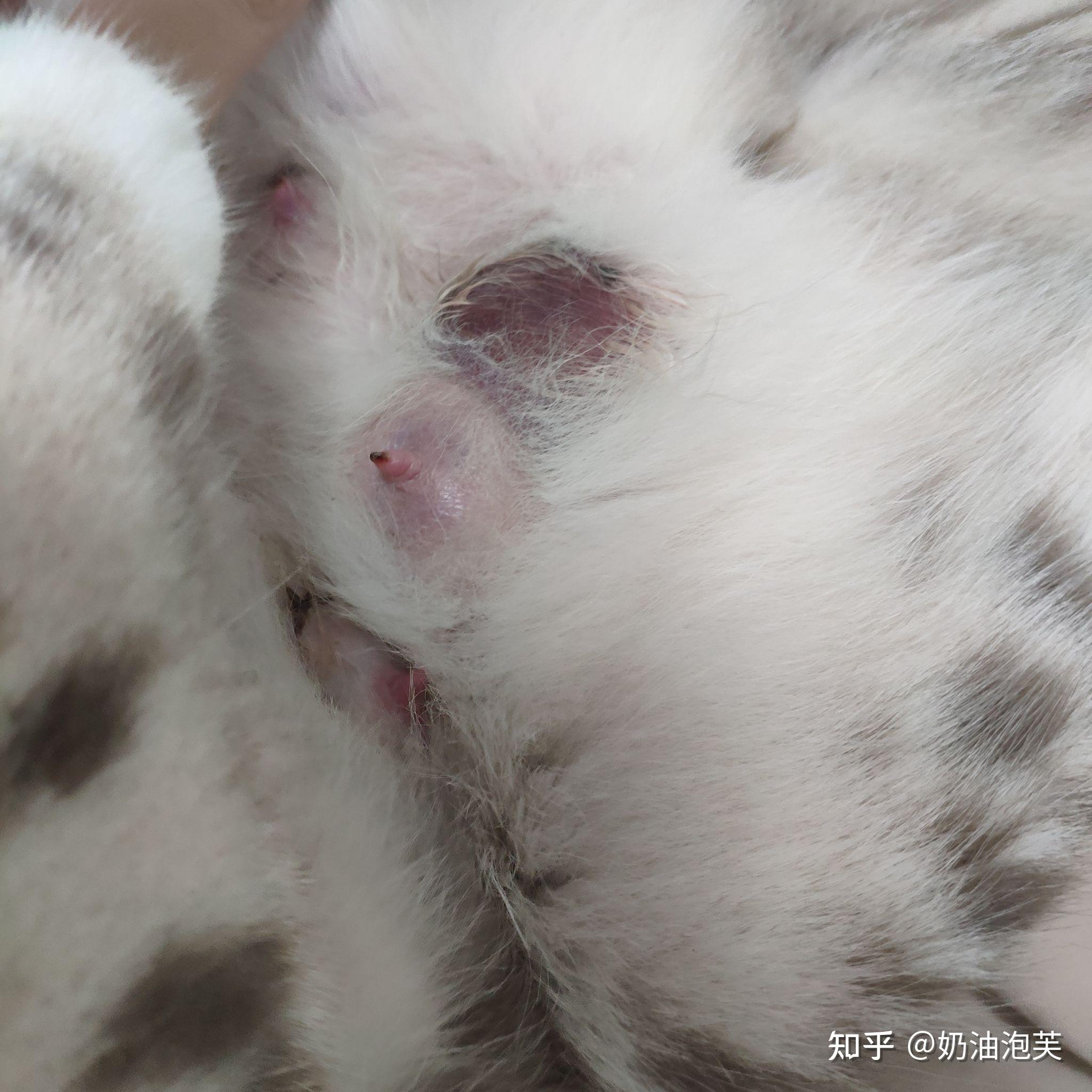 母猫得乳腺炎 - 知乎