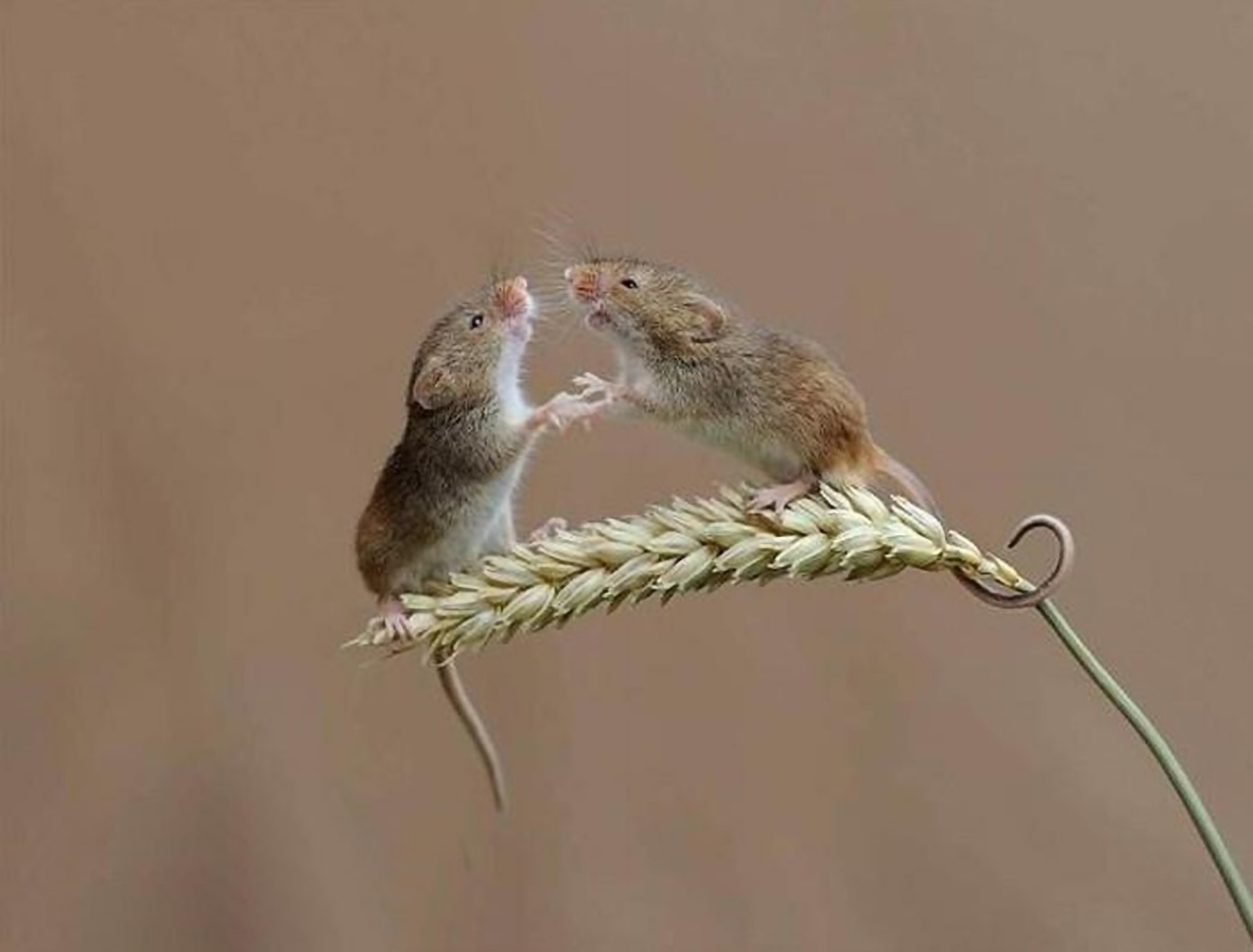 米老鼠线框,米老鼠皮特,米老鼠脸_大山谷图库