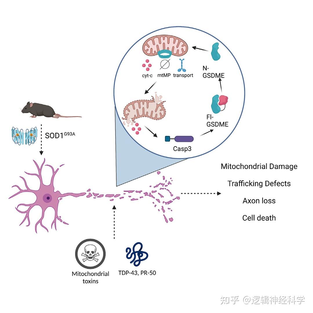 Neuron︱神经退行性疾病治疗潜在新靶点!GSDME蛋白介导轴突线粒体损伤和神经退行性变 - 知乎
