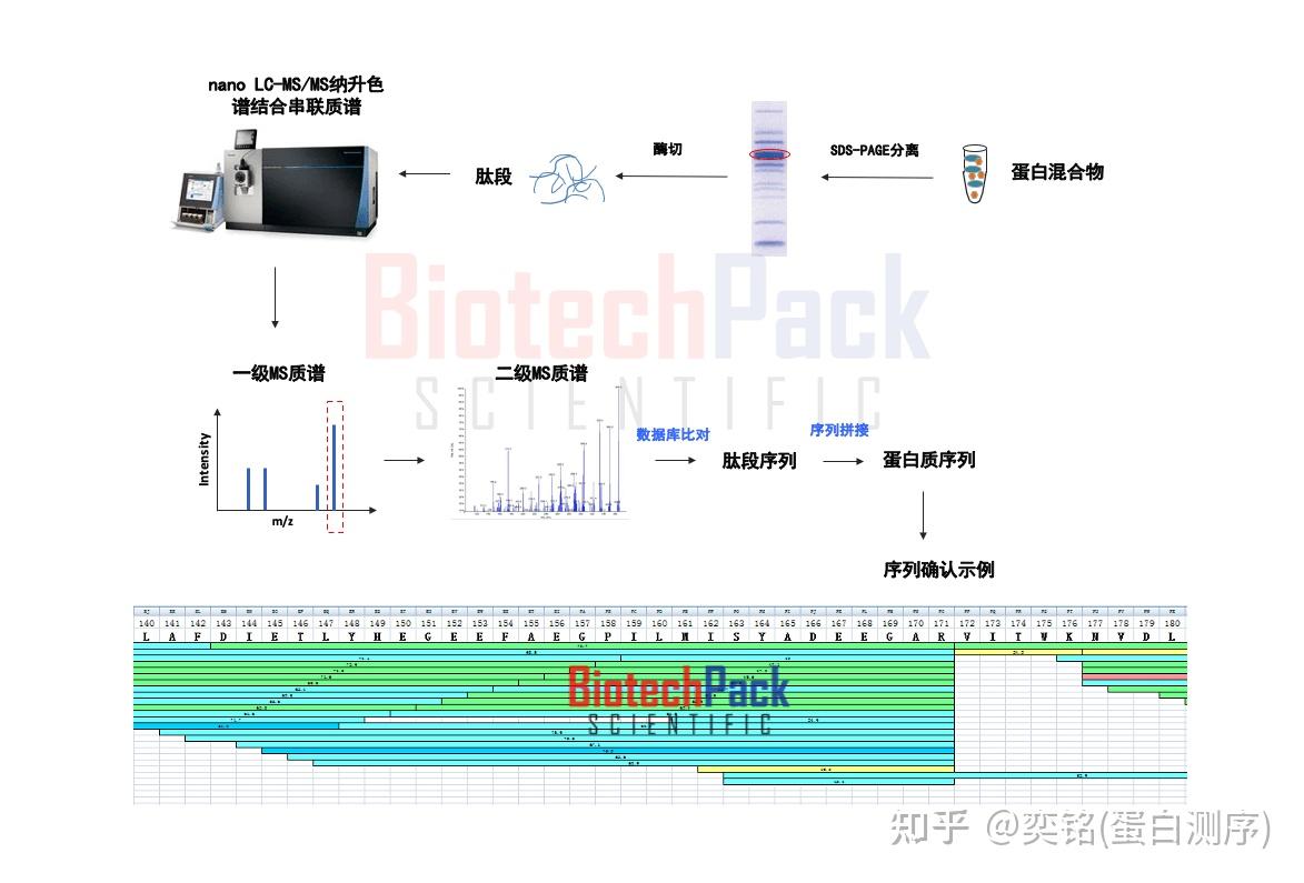 蛋白质序列同源性分析 - 知乎