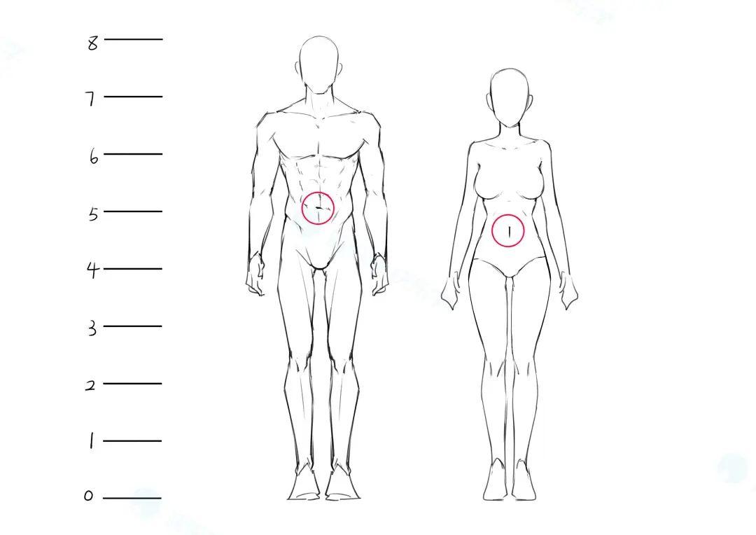 【绘画教程】成年男女の人体差异