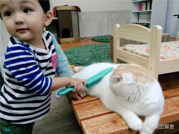 关于：猫咪知道疗愈人类心灵的秘密（动物疗法） - 知乎
