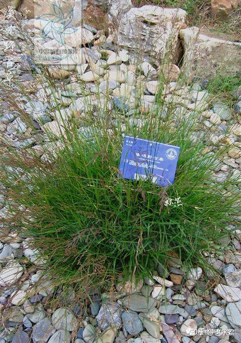 100个最美的植物中文学名 - 知乎