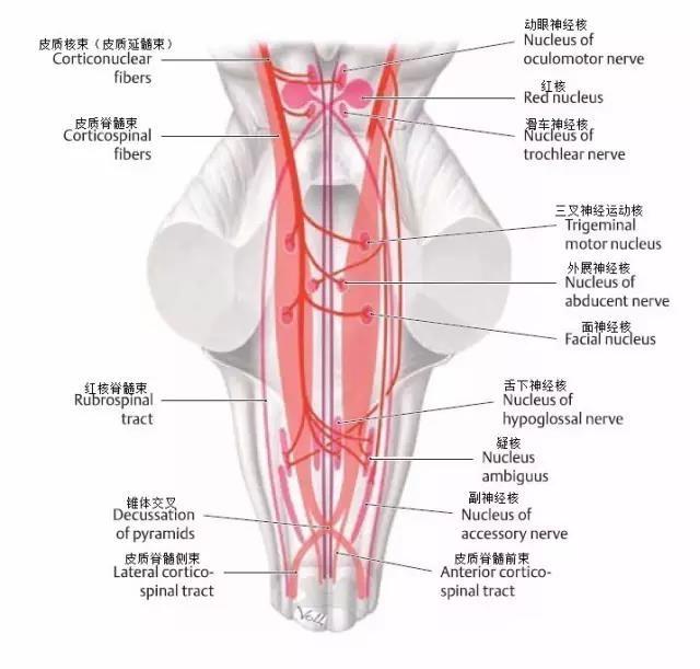 锥体外系交叉图片