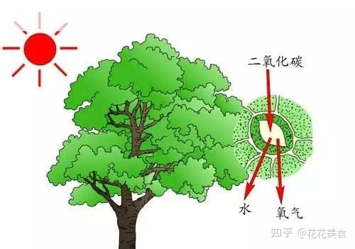 【科普贴】植物开花与光照周期的关系 - 知乎