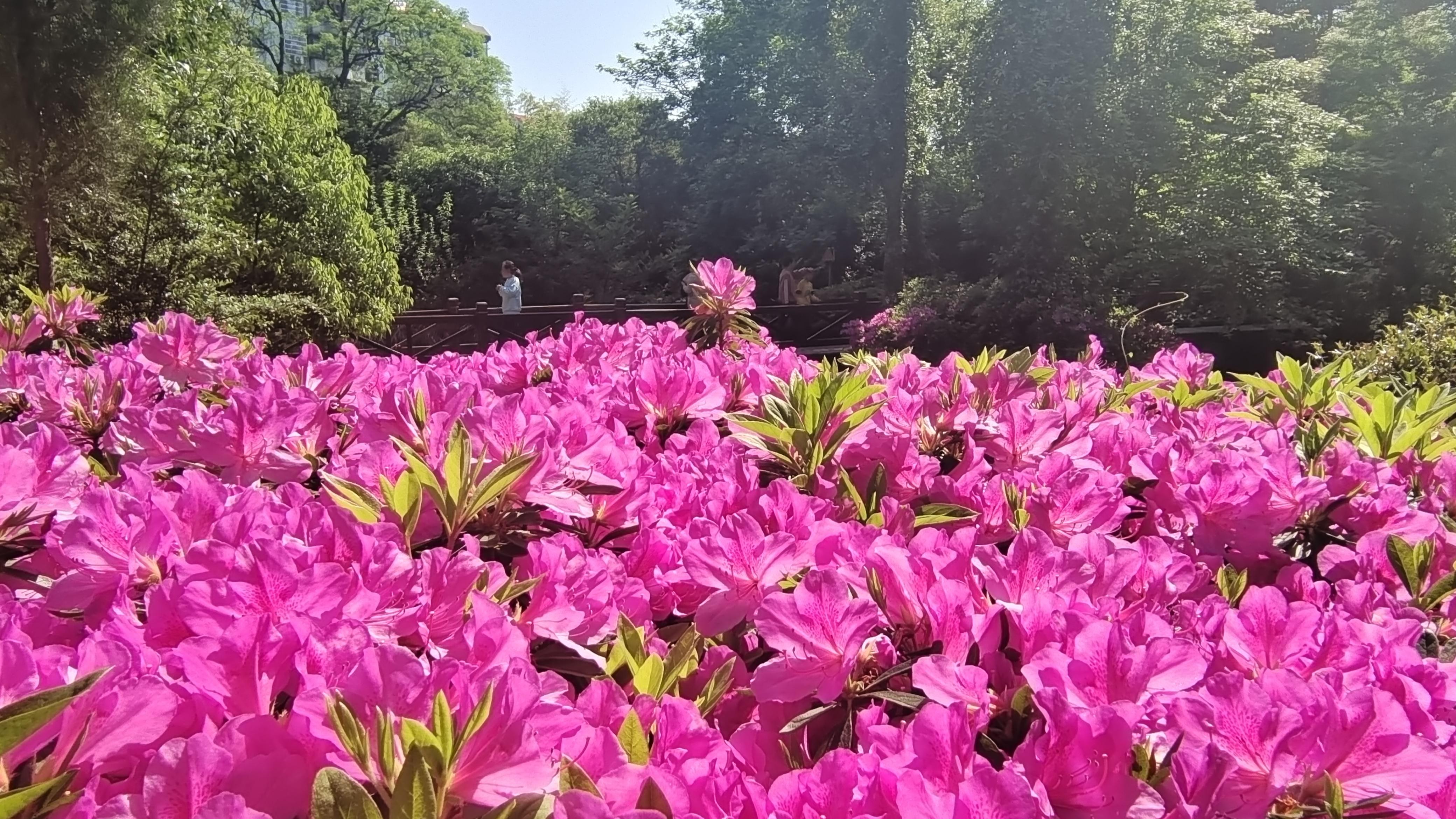 美丽吉安之赏花系列:白鹭洲公园赏杜鹃花