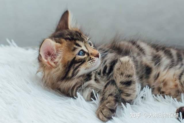 小母猫有必要做绝育吗? - 知乎