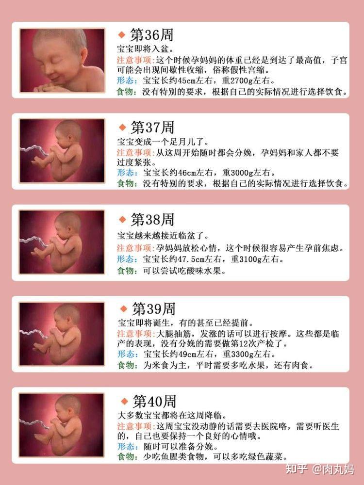 孕期1—40周胎儿发育全过程,准爸妈必看 - 知乎